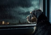 De ce unii câini se tem de ploaie, iar alții o adoră ca pe o joacă?