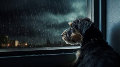De ce unii câini se tem de ploaie, iar alții o adoră ca pe o joacă?